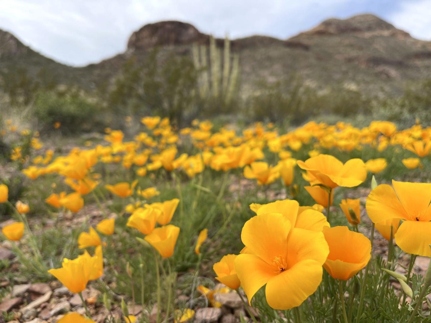 Discover Four of Arizona's Beautiful National Parks this Spring