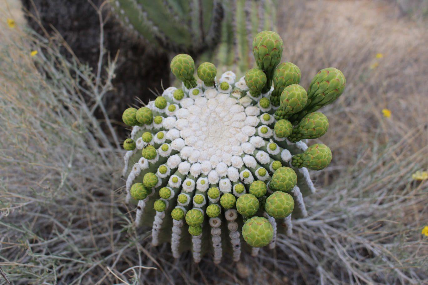 Wildlife Scientists: Saguaro Flowering is Changing