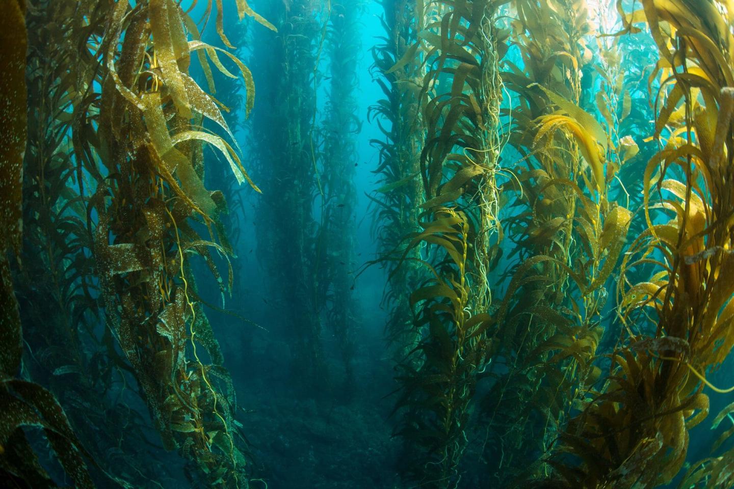 Channel Islands