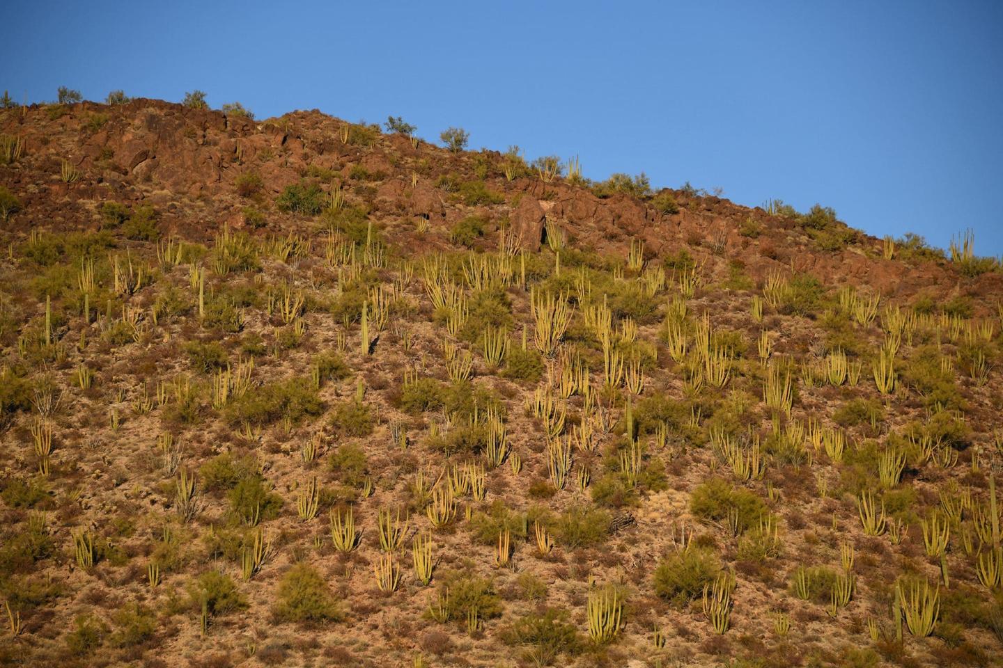 Organ Pipe Cactus