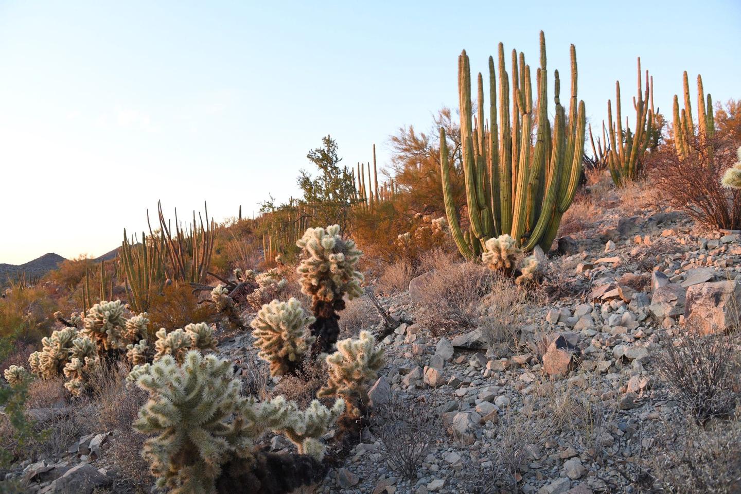 Organ Pipe Cactus