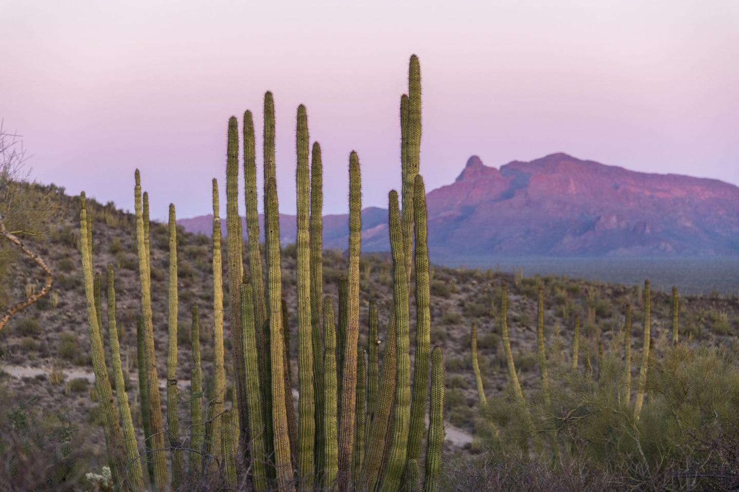 Organ Pipe Cactus