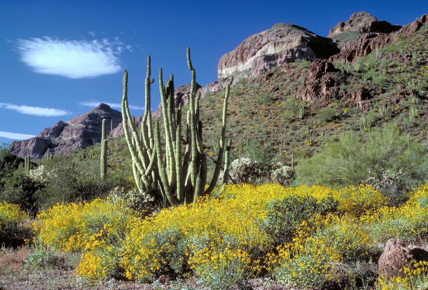 Organ Pipe Cactus