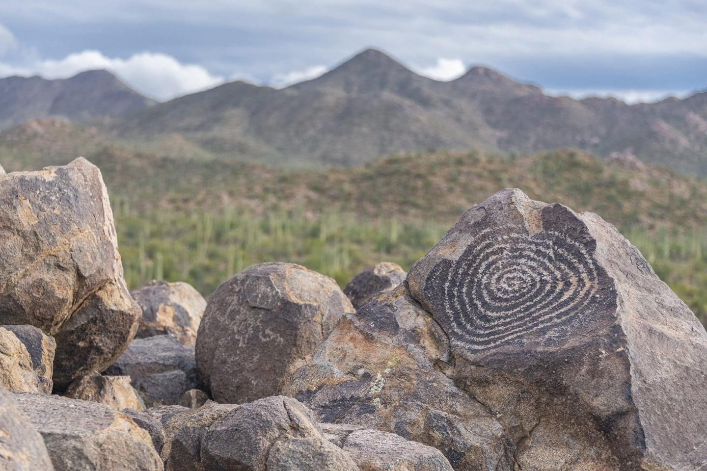 Saguaro