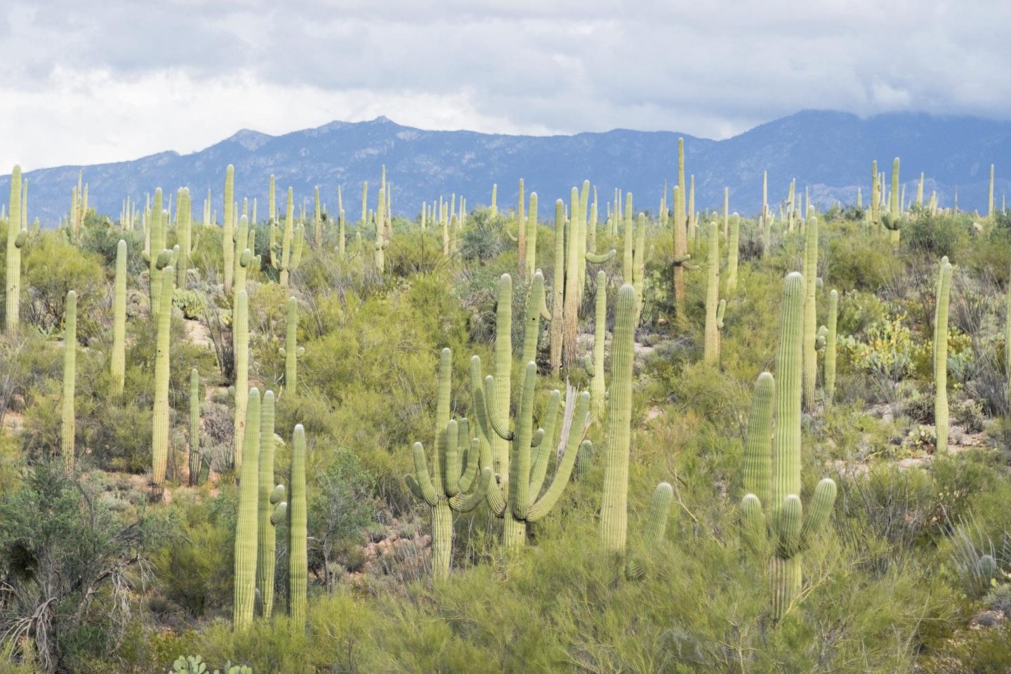 Saguaro