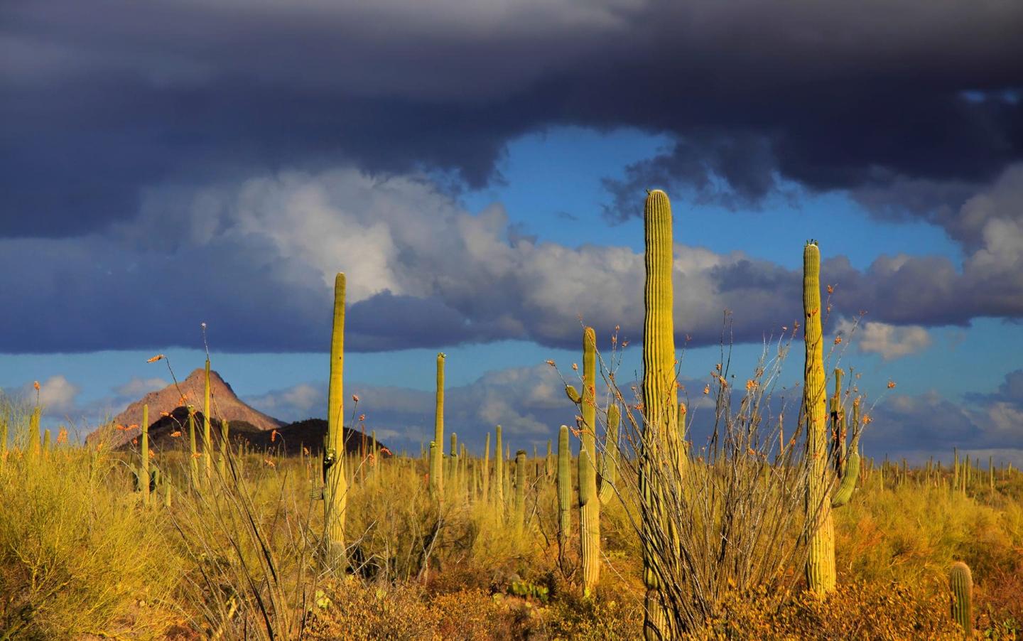 Saguaro