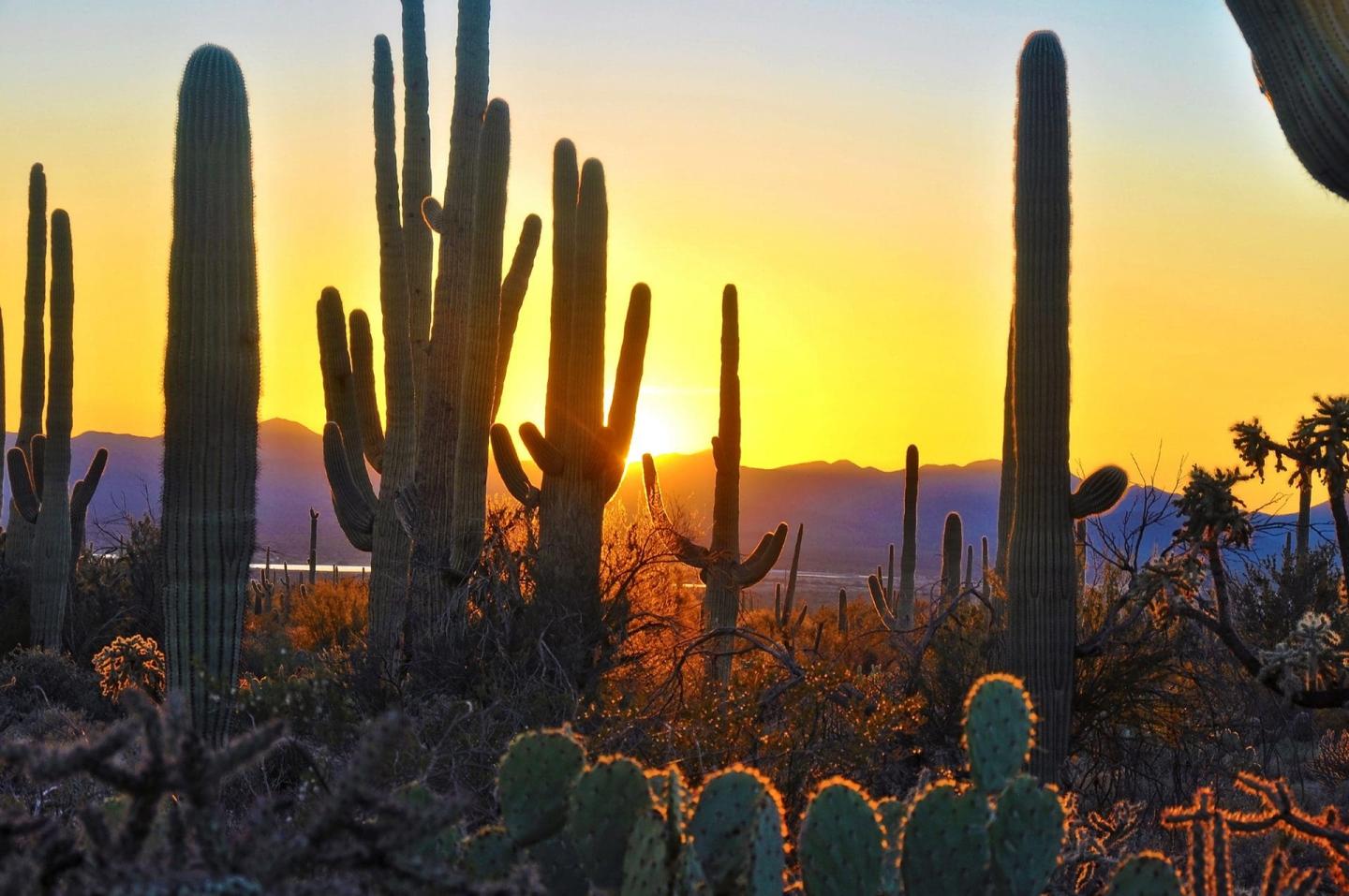Saguaro