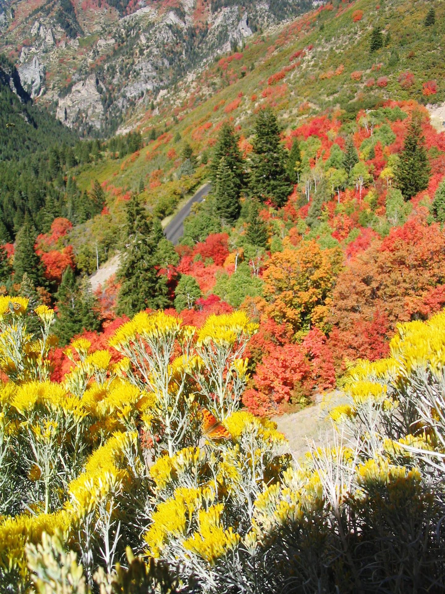 Timpanogos Cave