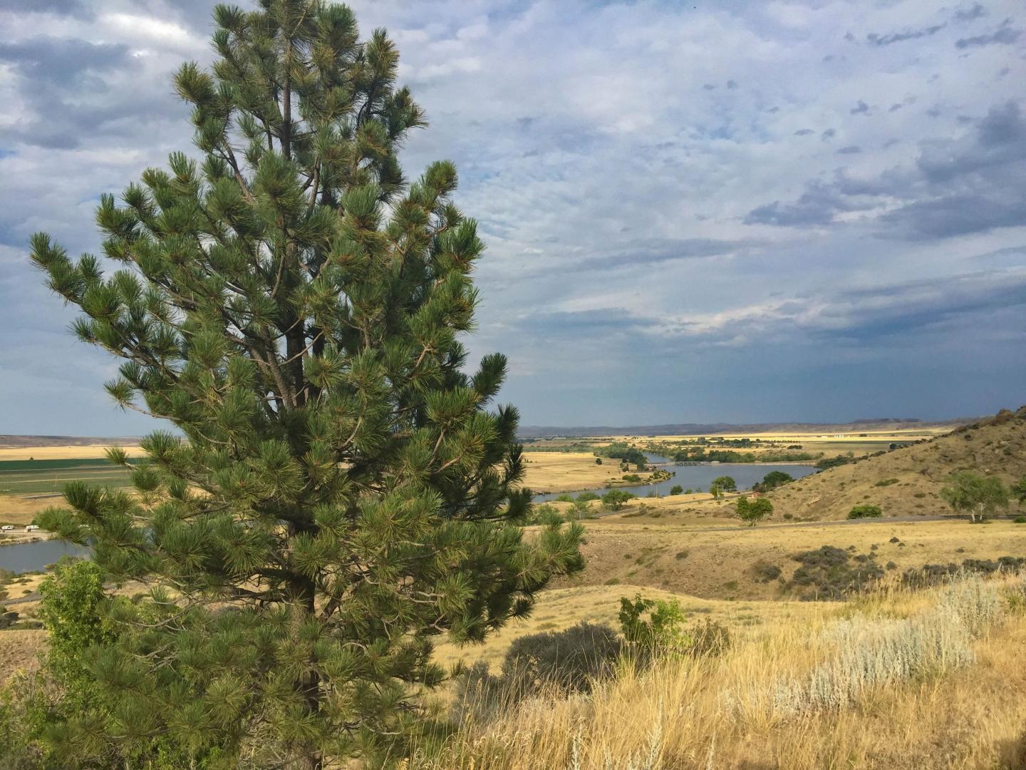 Tree overlooking rolling hills and a distant river under a cloudy sky.
