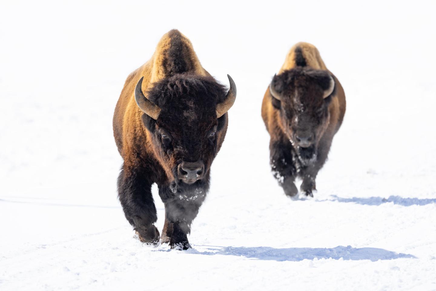 Two bison walking through snow.