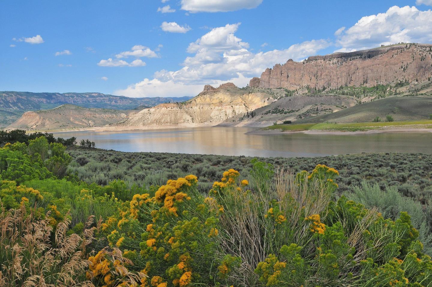 Lake with distant rocky hills and foreground wildflowers under a blue sky.
