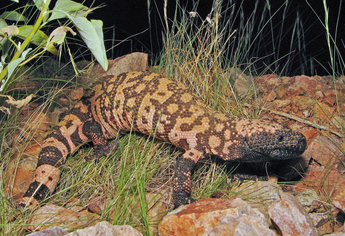 Gila monster on rocky ground amidst grass at night.