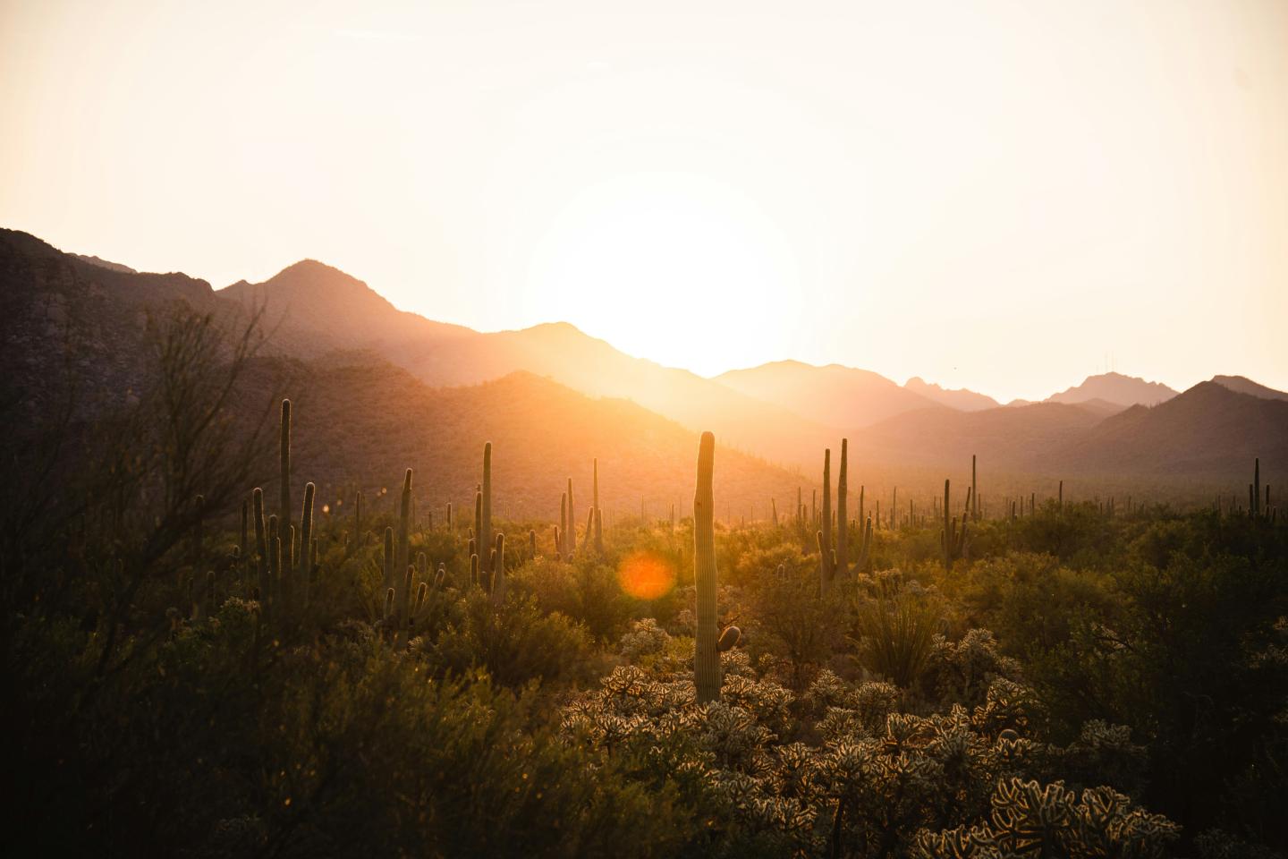 Desert landscape with saguaros and sunset over distant mountains.