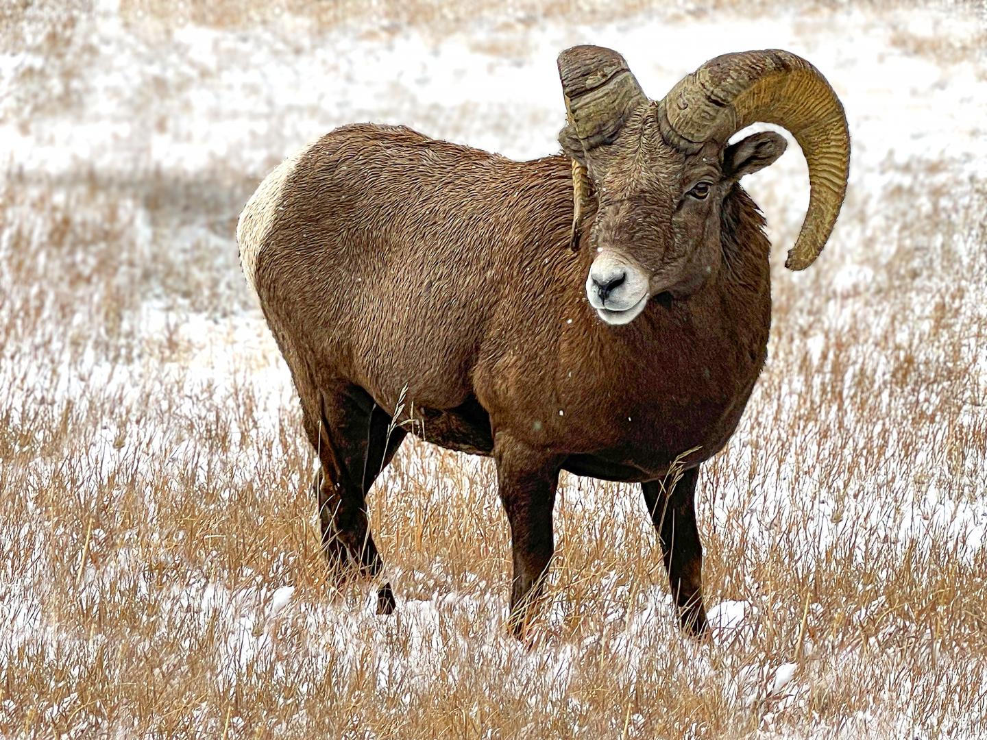 Bighorn sheep standing in snowy grassland.