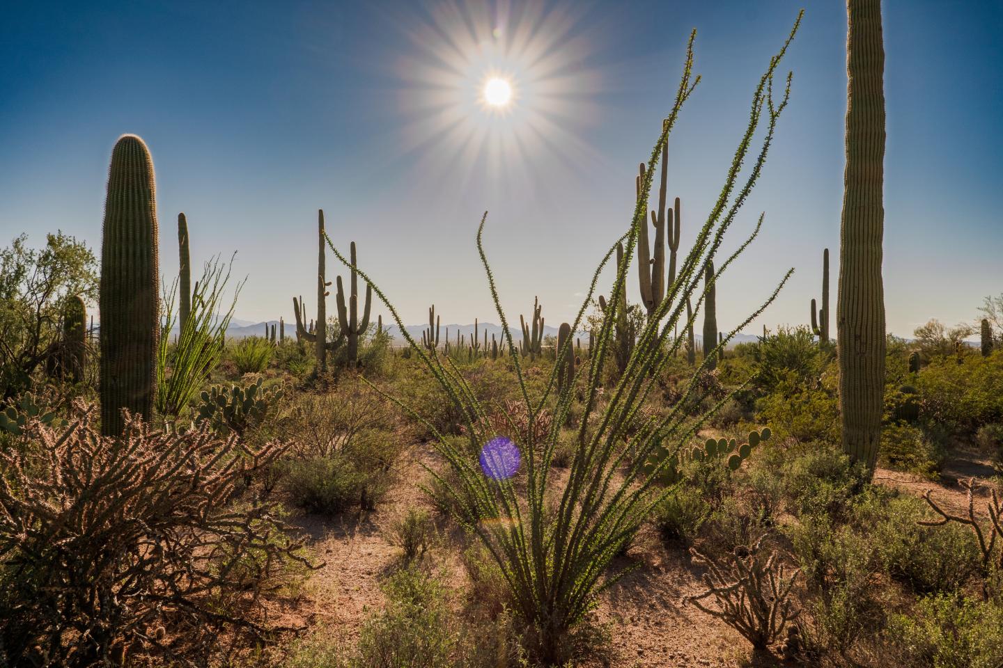 Desert landscape with tall cacti under a bright sun.