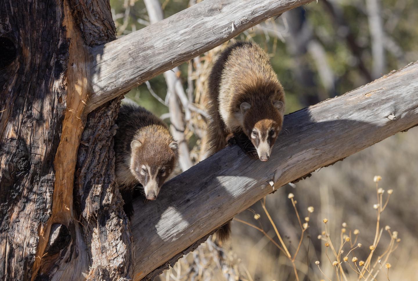 Two coatis climbing a tree branch in a forest setting.