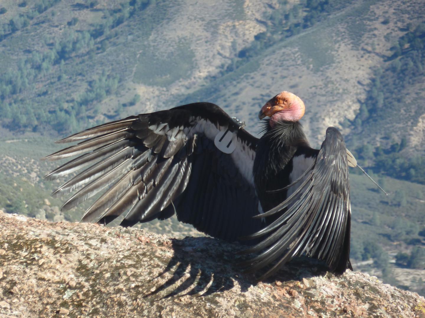 California condor perched on a rock with wings spread wide.
