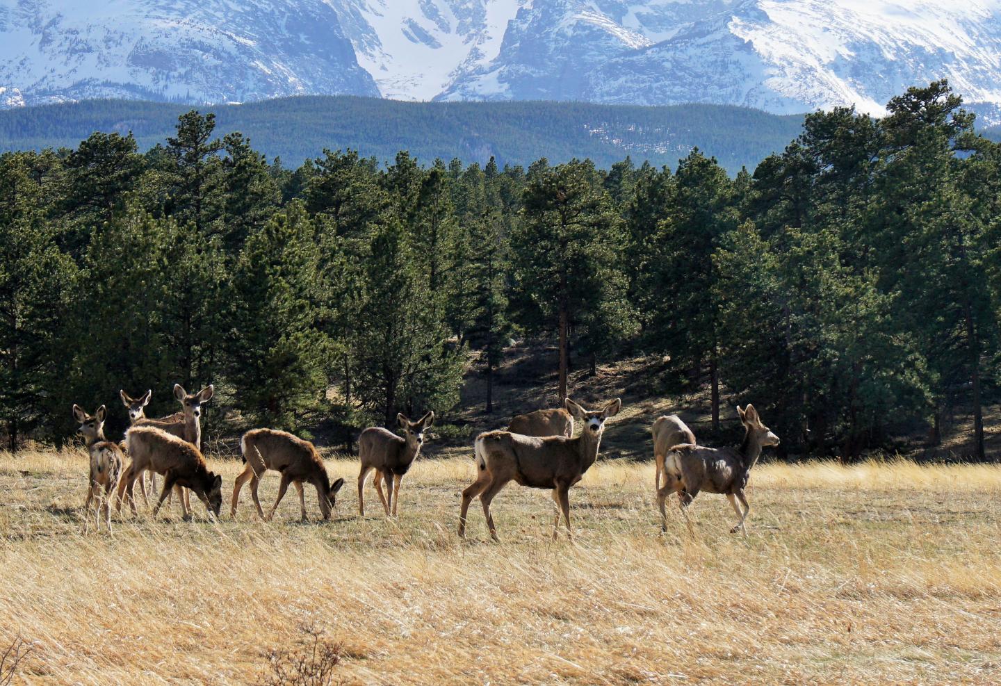 Deer grazing in a grassy field with mountains and forests in the background.