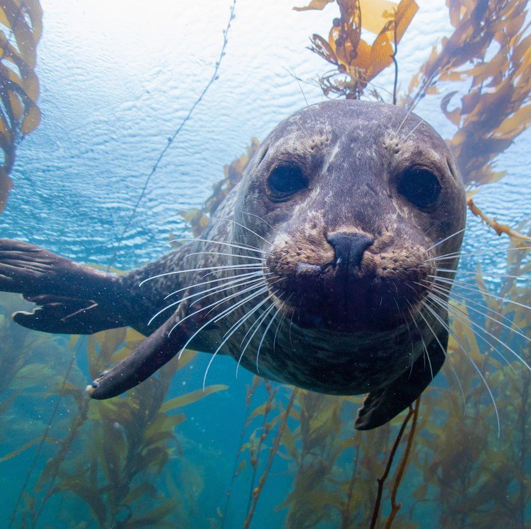 Seal swimming underwater with seaweed.