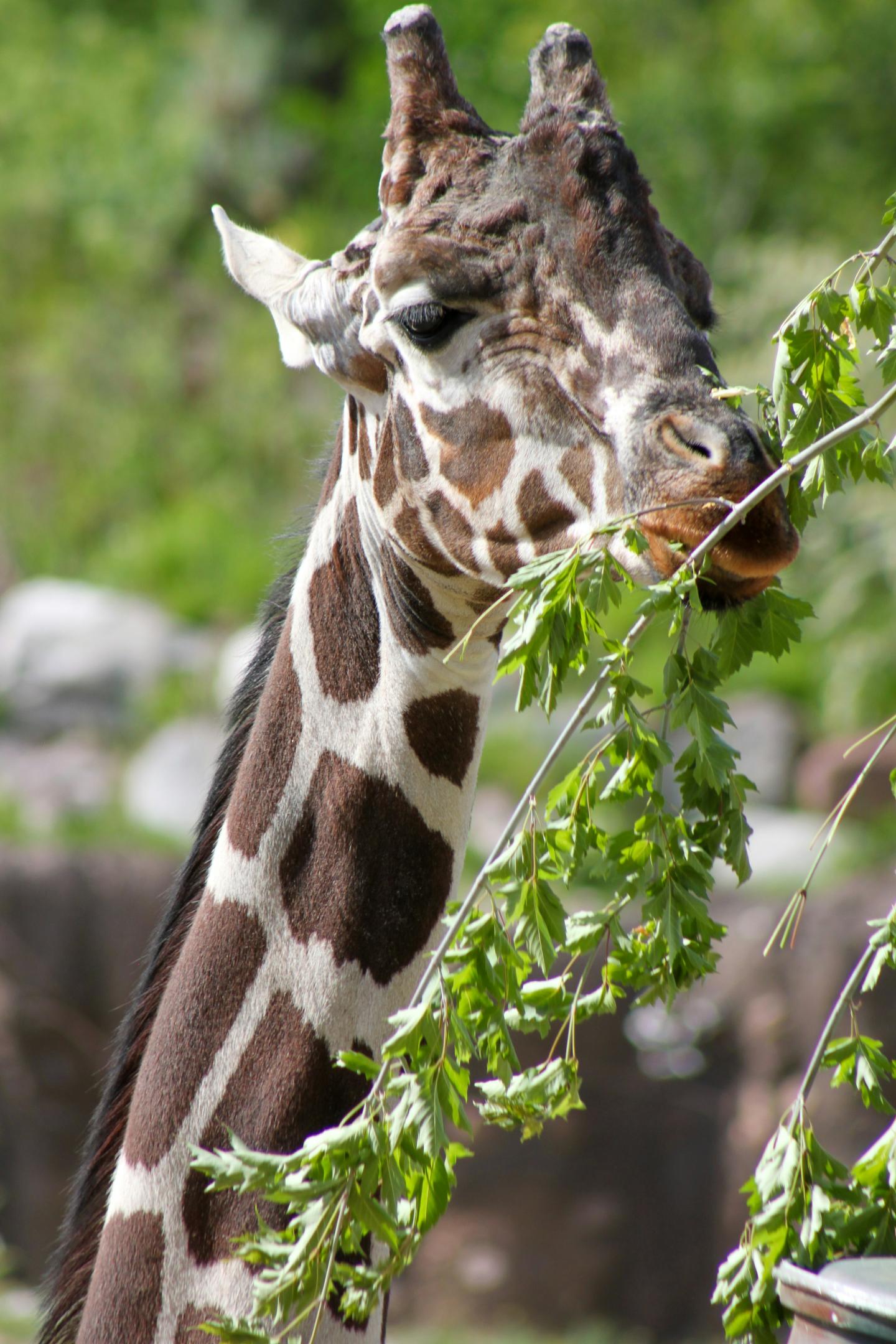Giraffe eating leaves from a branch, greenery in the background.