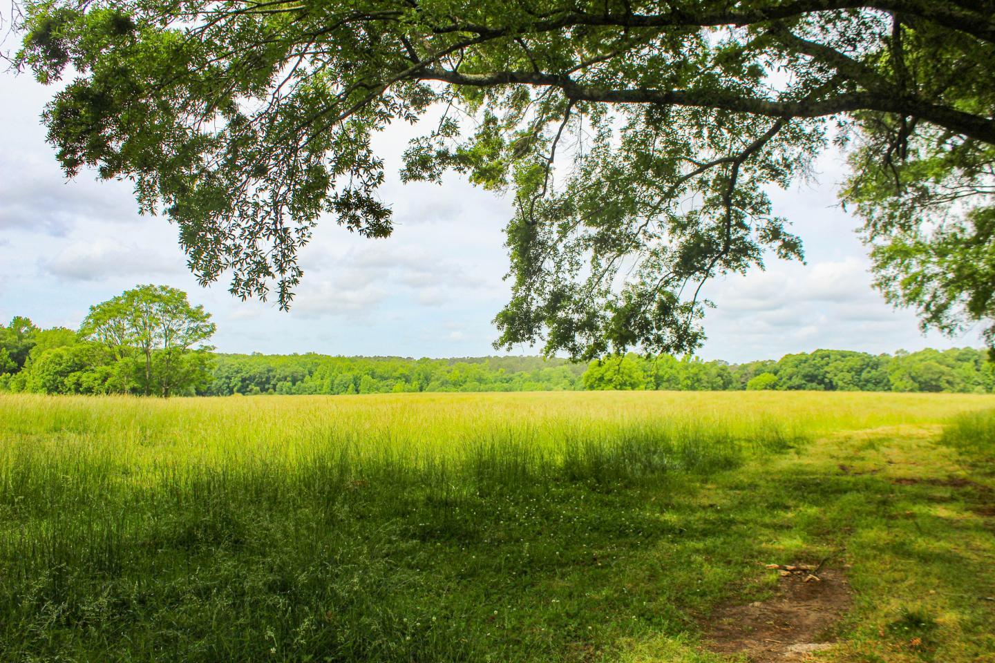 Sunny Santa Fe with lush grass and trees under a cloudy sky.