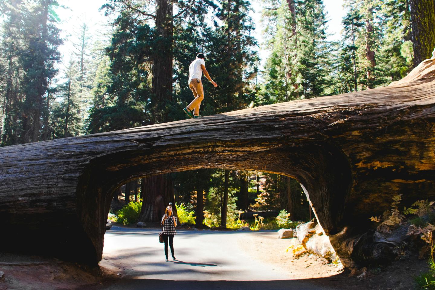 Person walks on fallen tree bridge in a sunlit forest, with another person below.