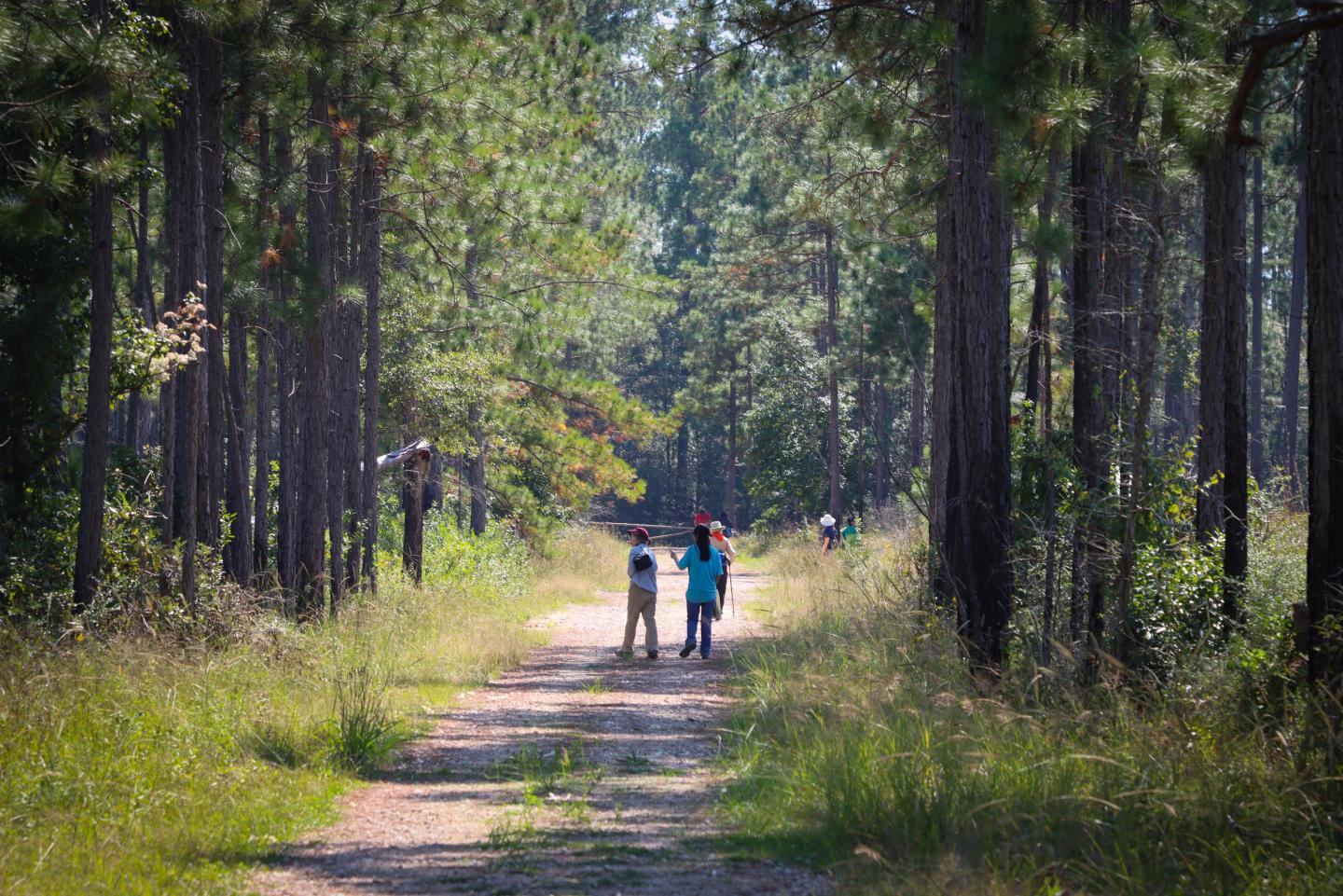 Two people walking on a forest path surrounded by tall trees.