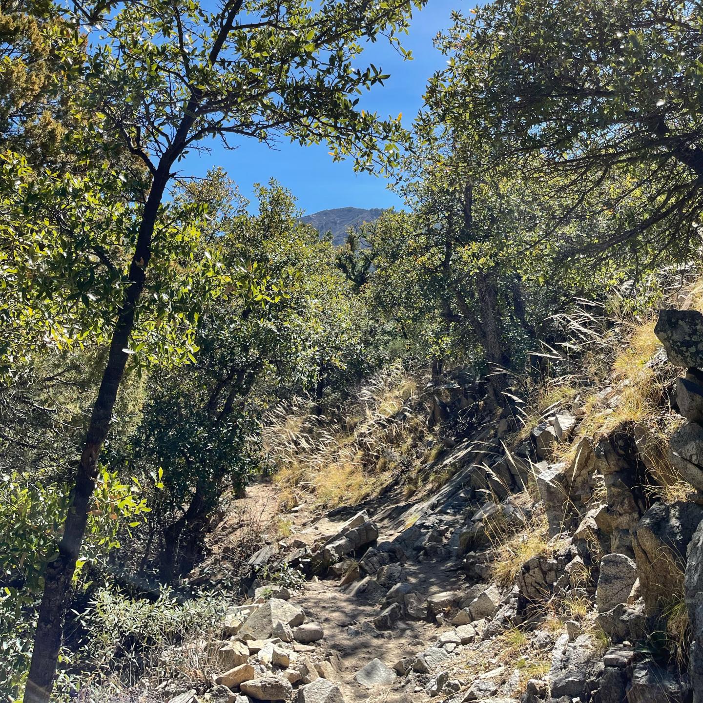 Rocky forest trail under bright blue sky.