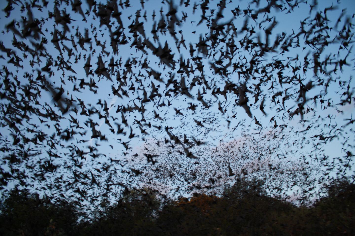 Cloud of bats flying against a dusky sky over trees.