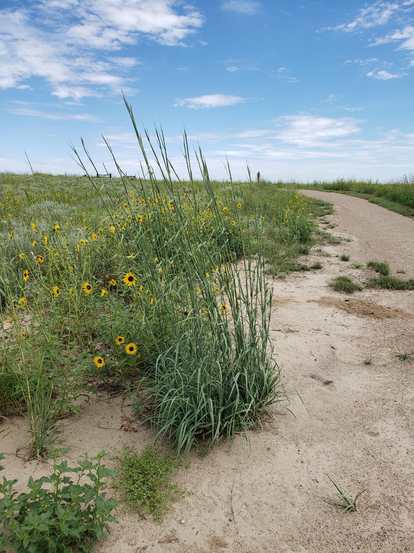Dirt path leading to the site of the Sand Creek Massacre