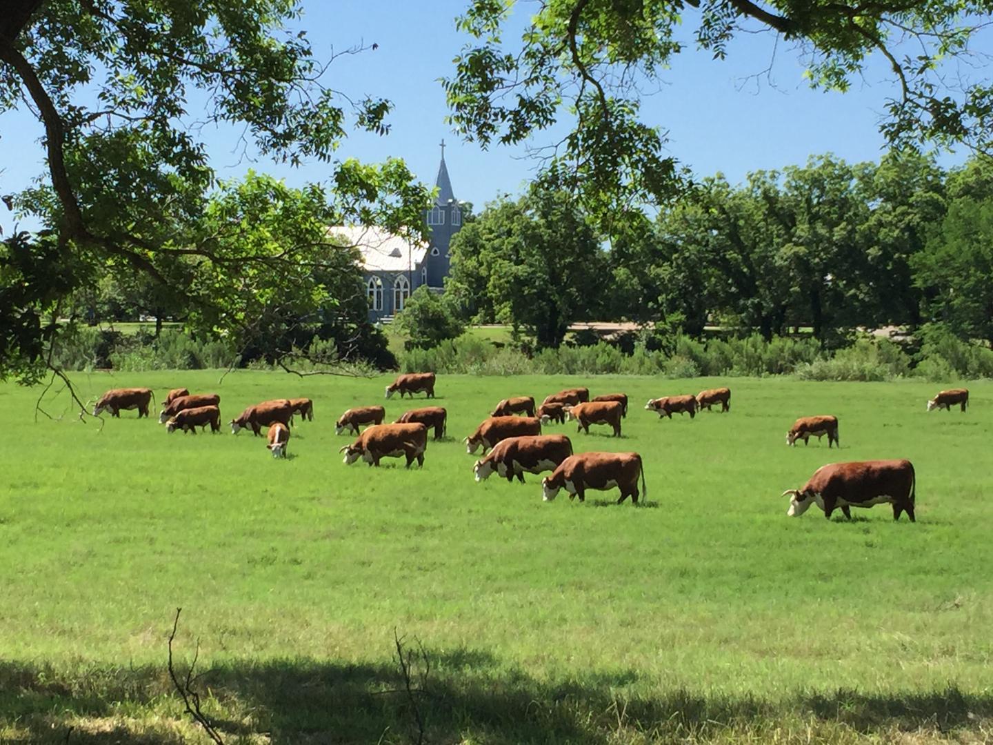 Cows grazing in a sunny, green field with trees and a distant building.
