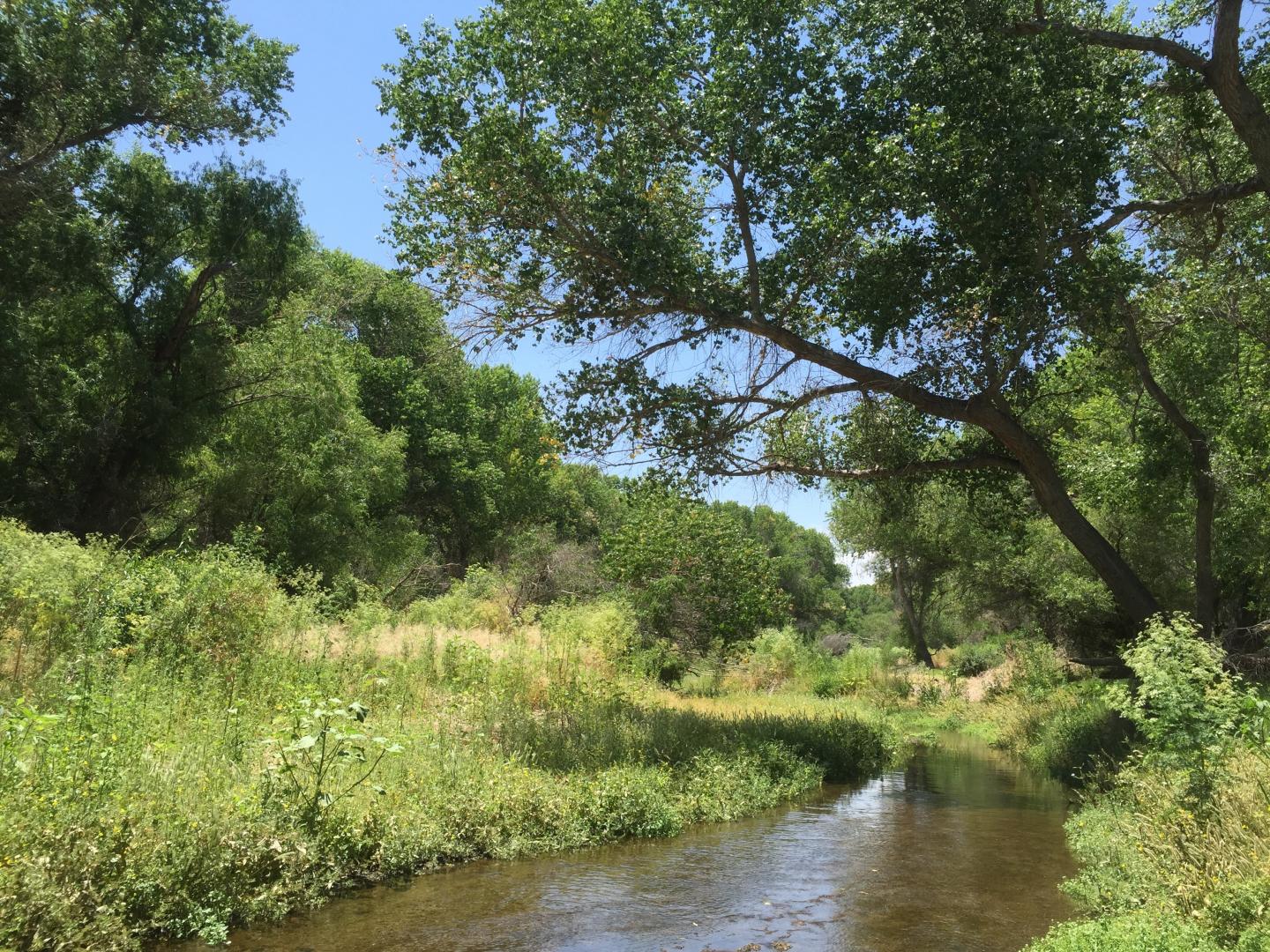 Santa Cruz River under lush green trees on a sunny day.