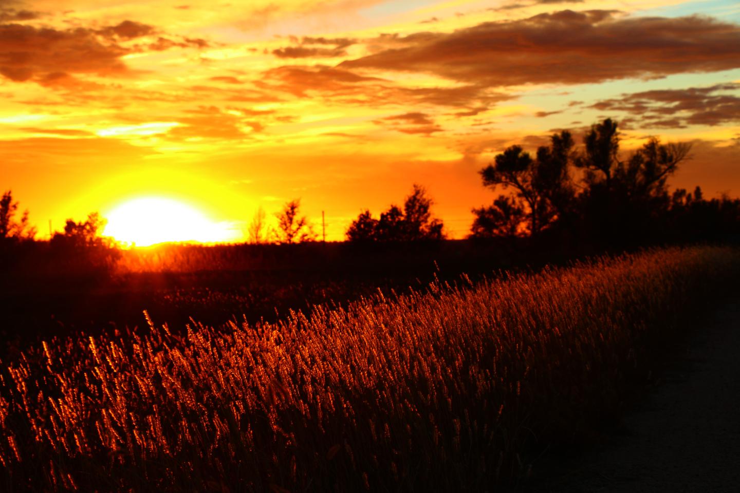 Sunset over a field with silhouetted trees and golden sky.
