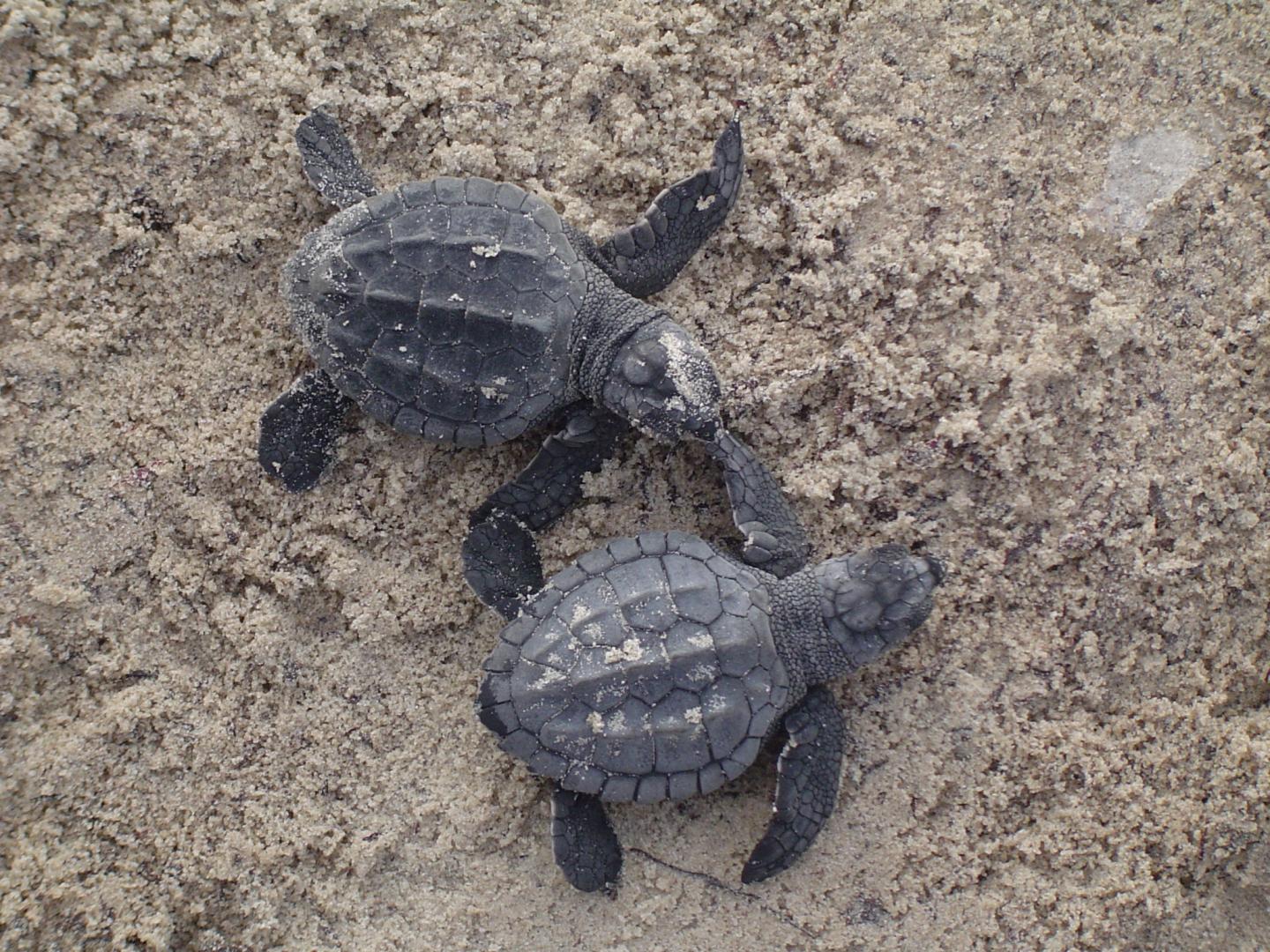 Two baby turtles on sandy ground.