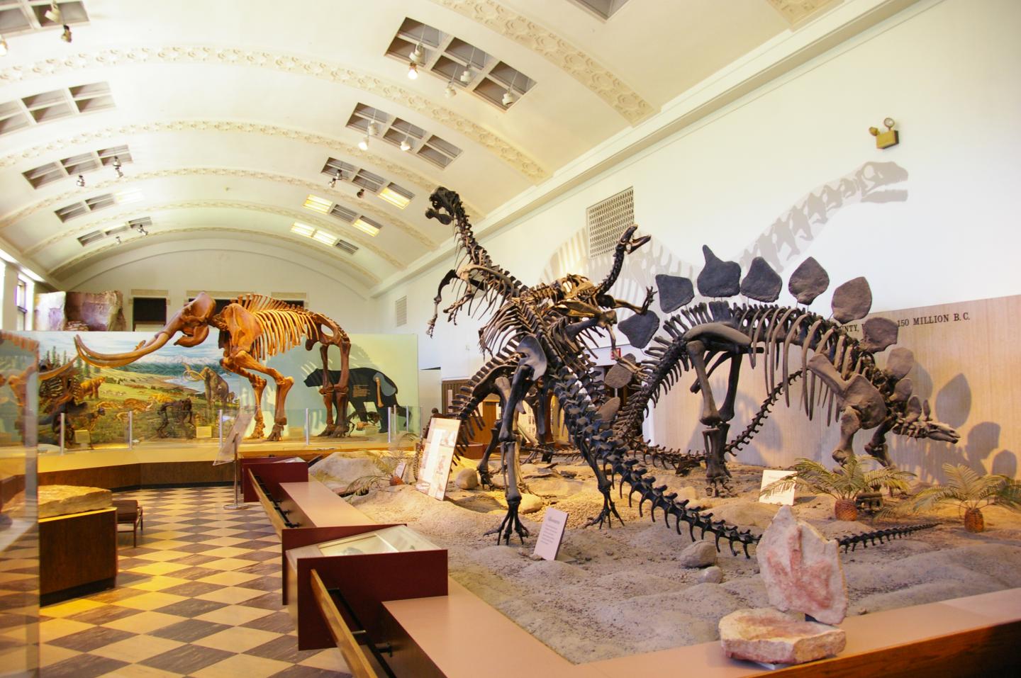 Dinosaur skeletons displayed in a museum hall with checkered floor.