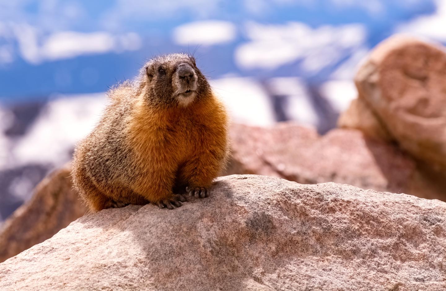 Marmot on a rock with snowy mountains in the background.