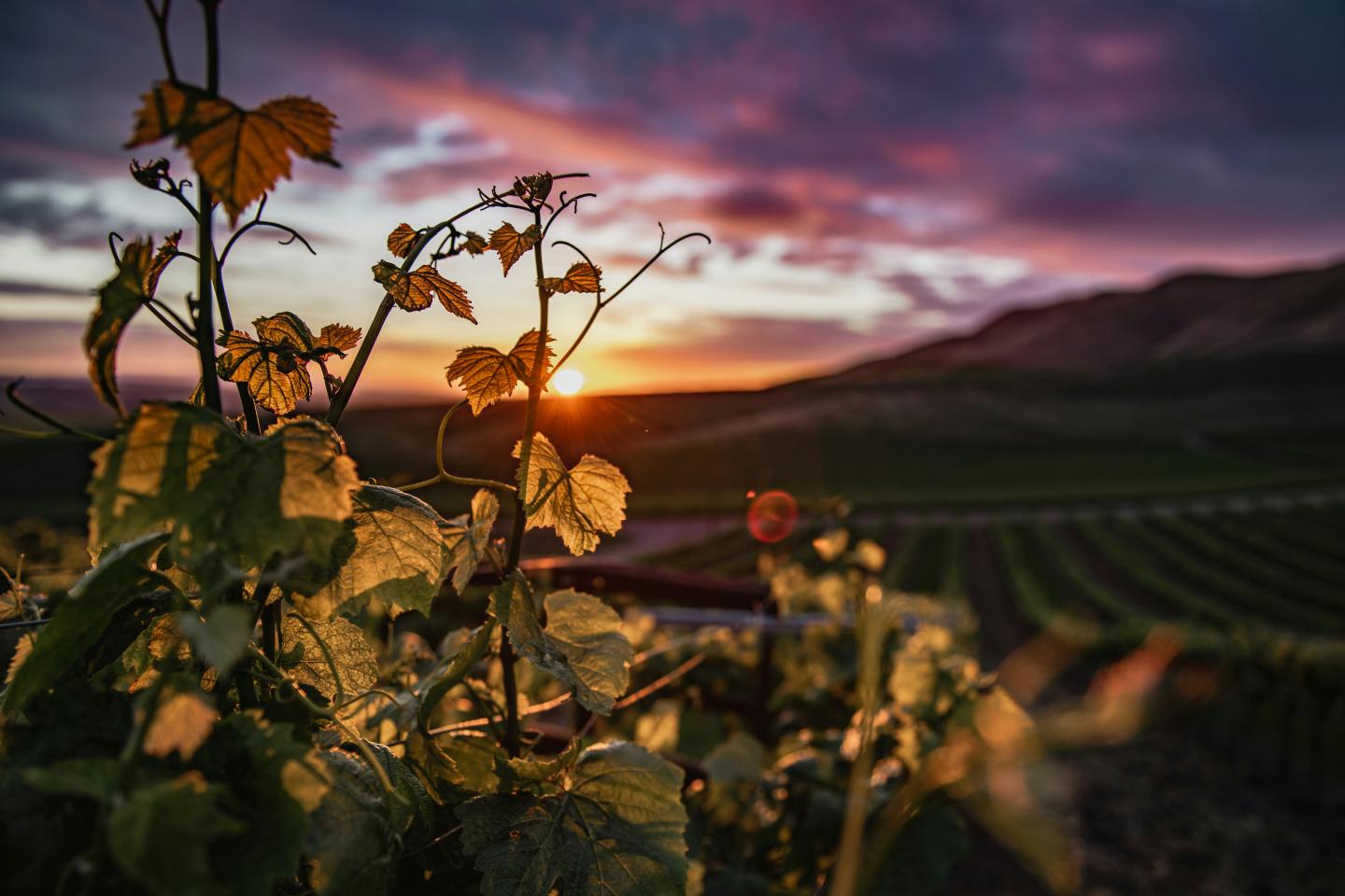 Vivid sunset over a vineyard with silhouetted leaves in the foreground.