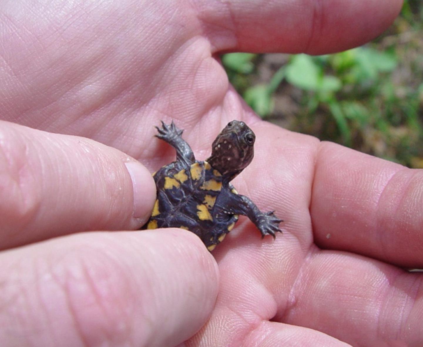 Tiny turtle held gently in hands, displaying yellow and black markings.