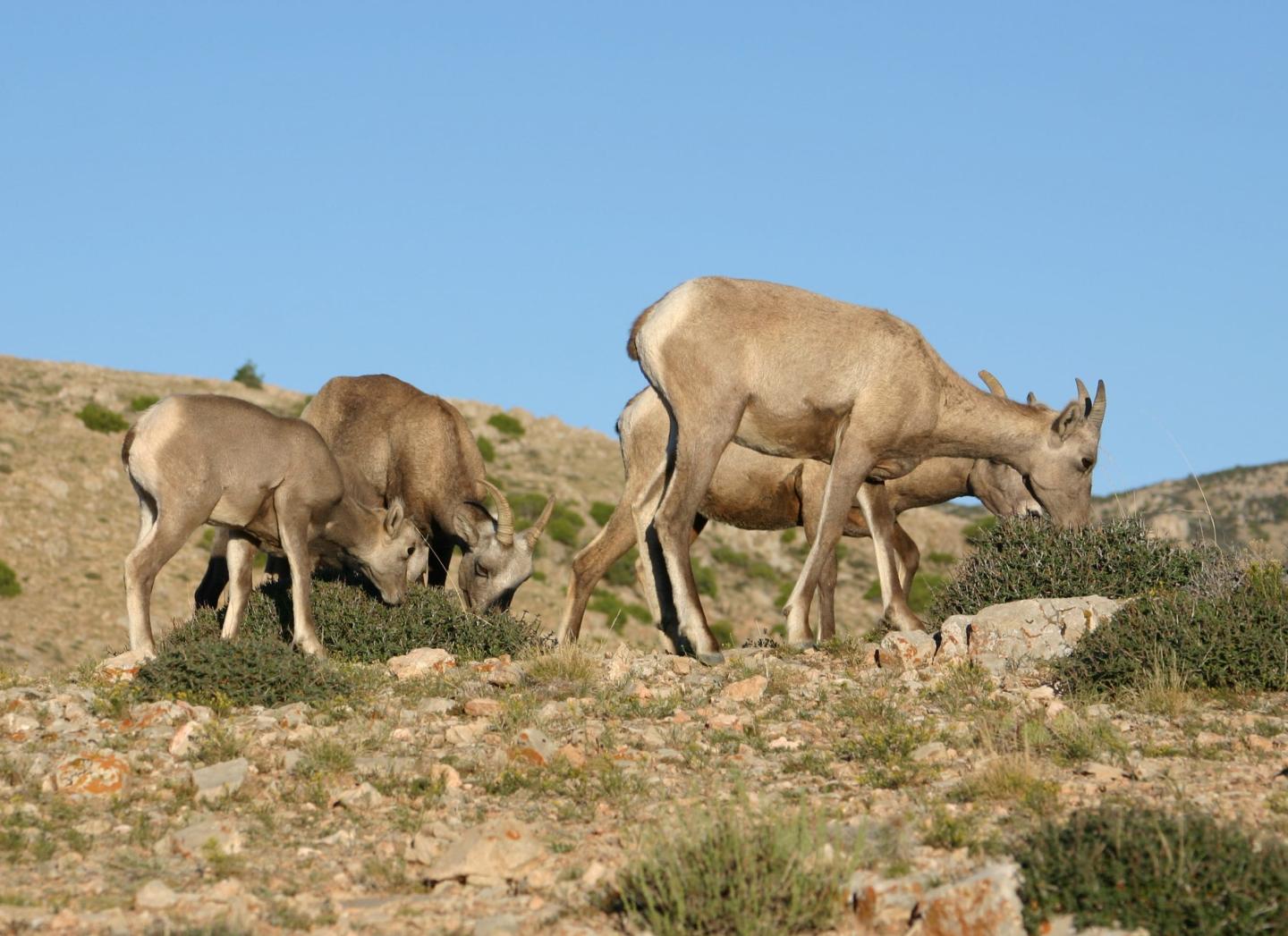 Wild sheep grazing on a rocky hillside under a clear blue sky.