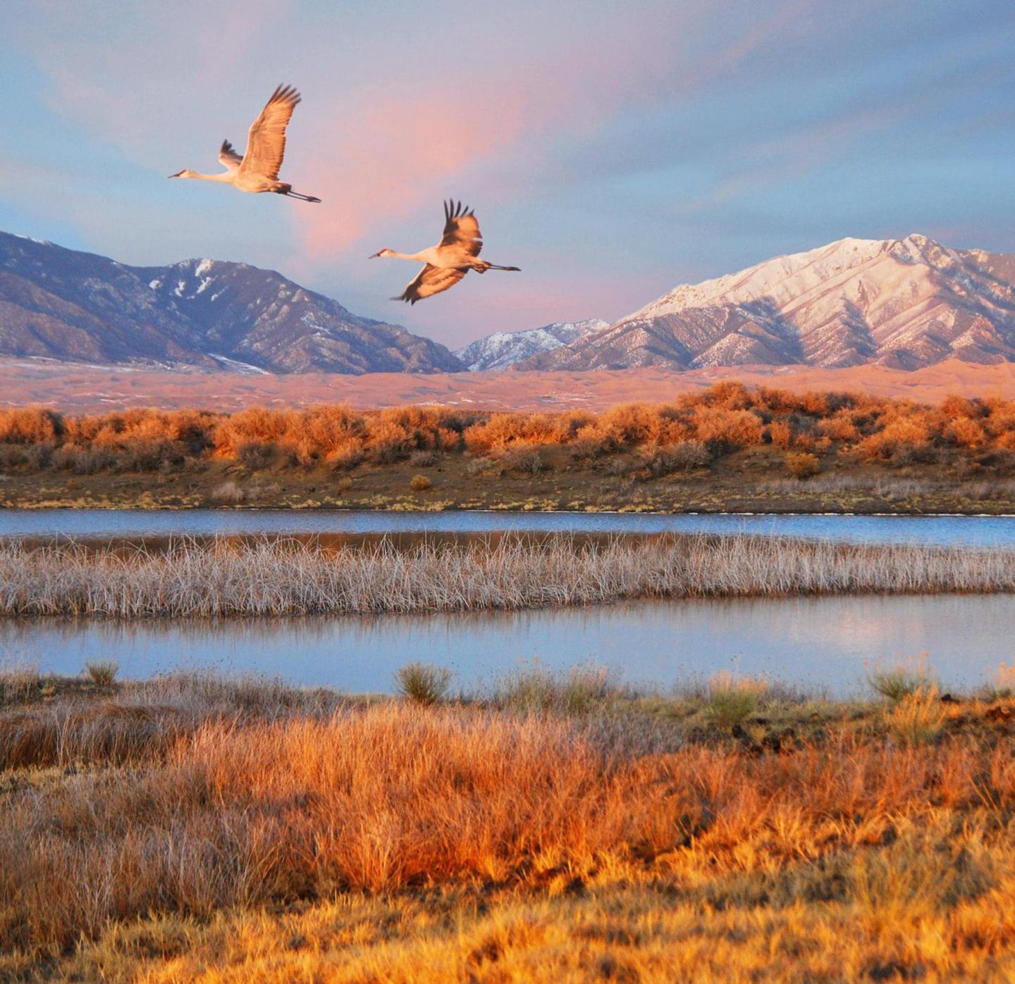 Two birds flying over a wetland with mountains in the background at sunset.