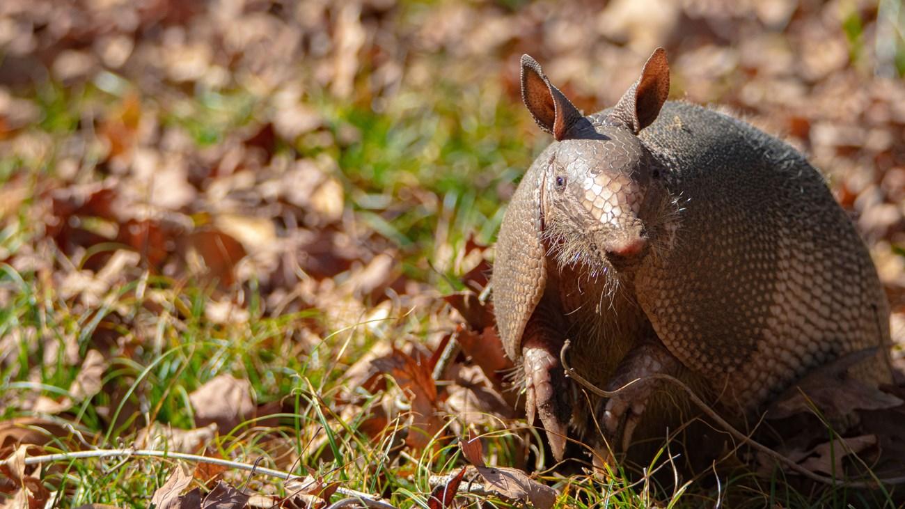 Armadillo standing on grass with fallen leaves, in sunlight.