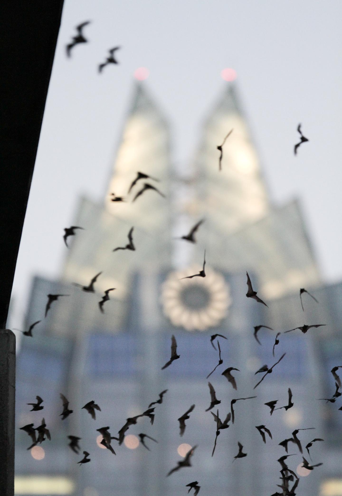 Bats flying near a building with a spiked roof at dusk.