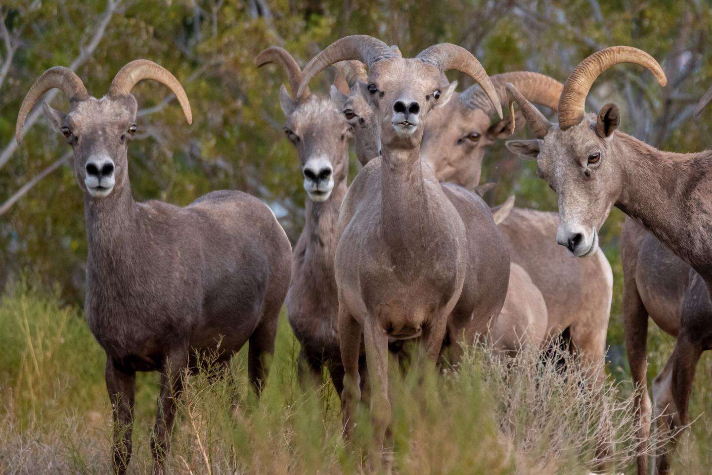Bighorn sheep group standing in grassy area.