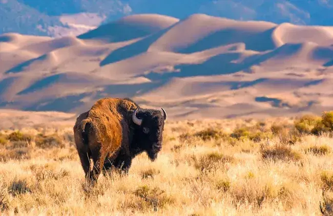 Bison standing on a grassy field with sand dunes in the background.