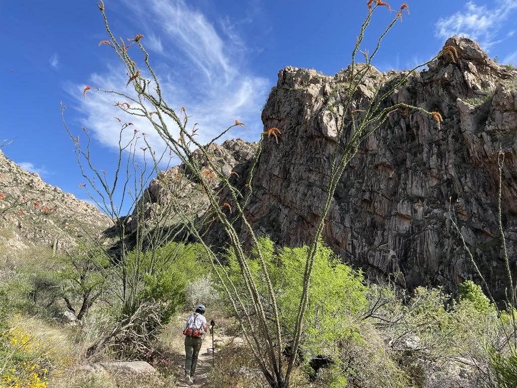 Hiker walks on trail in rocky desert with clear blue sky.