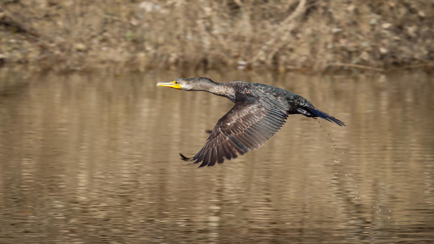 Cormorant flying over a calm, brownish water surface.