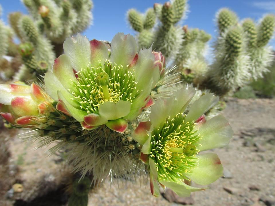 Cactus flowers with green centers and pink tips in a desert setting.