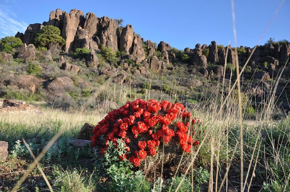 Red cactus flowers in a rocky desert landscape under a blue sky.