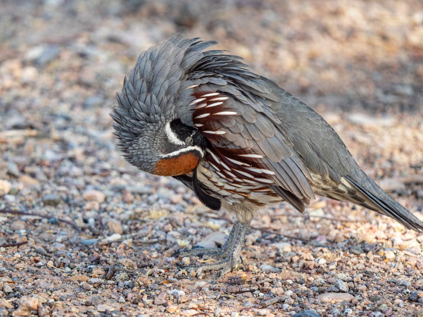 Quail preening feathers on a rocky ground.