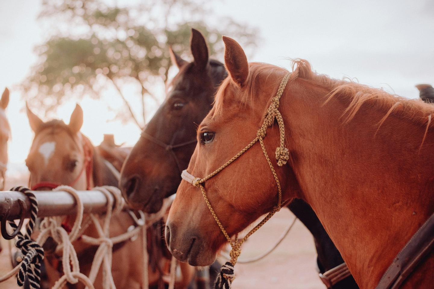 Horses with reins in a row at sunset.
